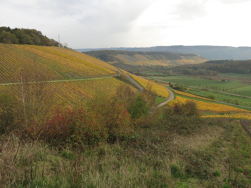 Saarweinberge vor Hunsrückhöhen