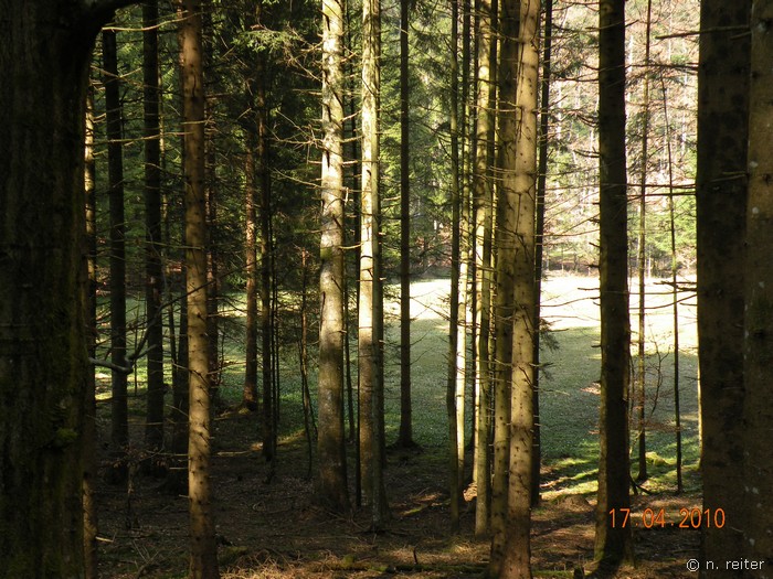 schöner wald