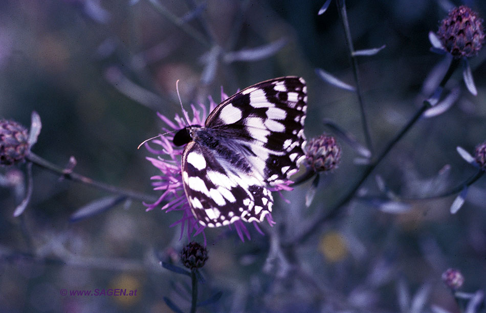 Schachbrett (Melanargia galathea)