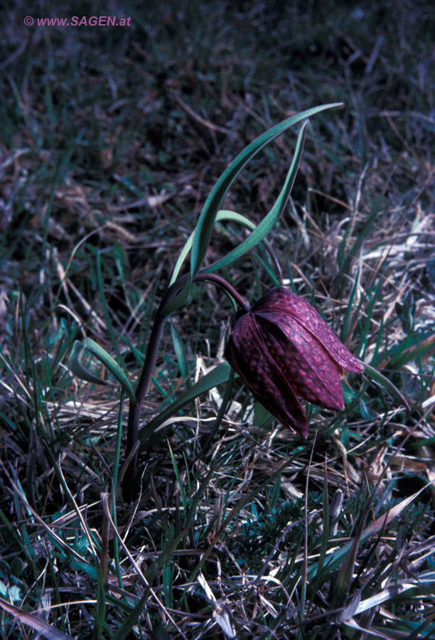 Schachbrettblume (Fritillaria meleagris)