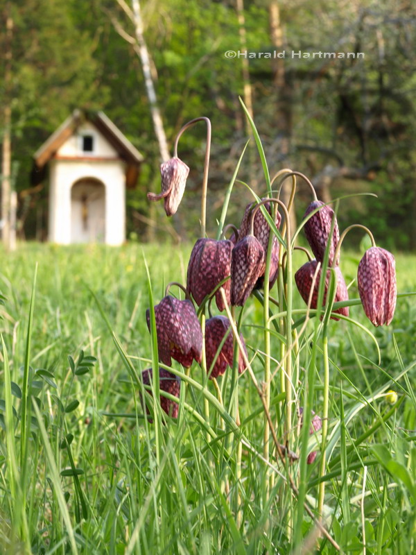 Schachbrettblume