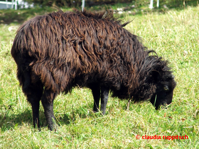 Schaf auf der Hinterhornalm