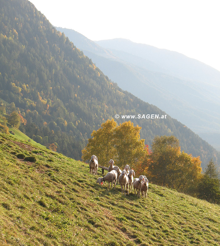 Schafe am Haimingerberg, Tirol