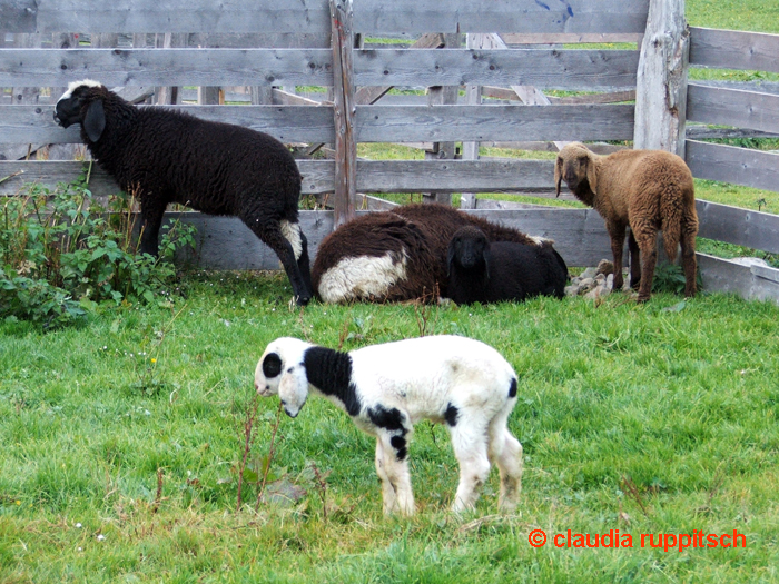 schafe bei der stubaier bsuchalm