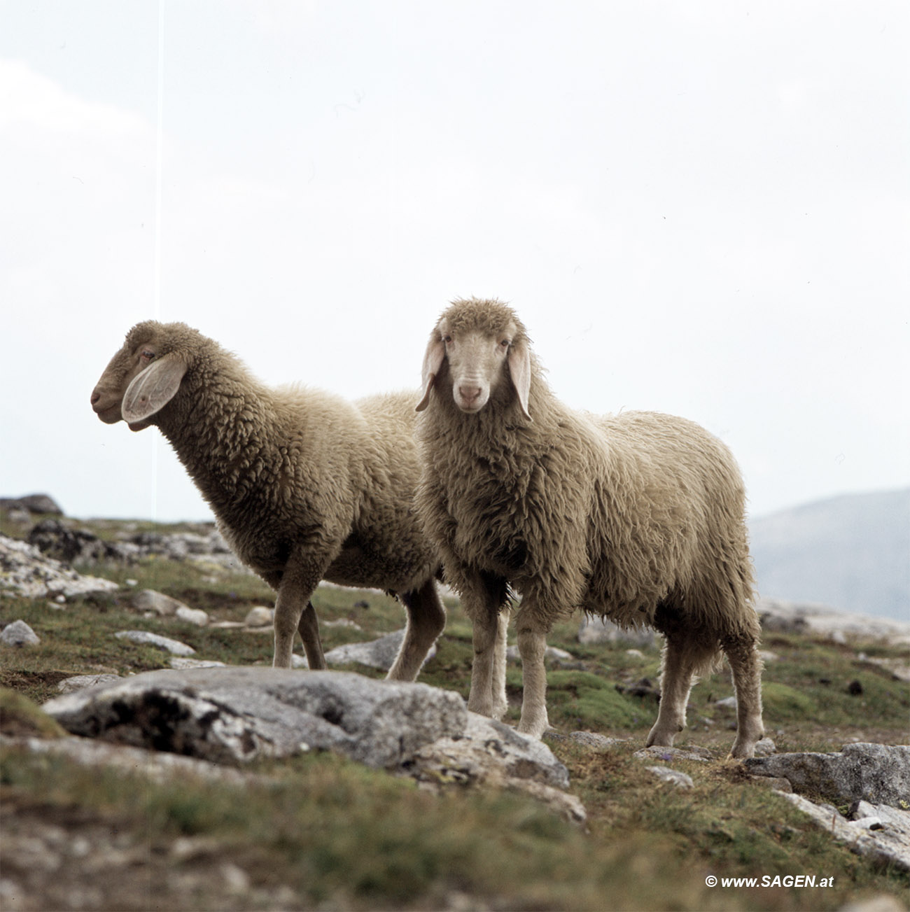 Schafe im Gebirge