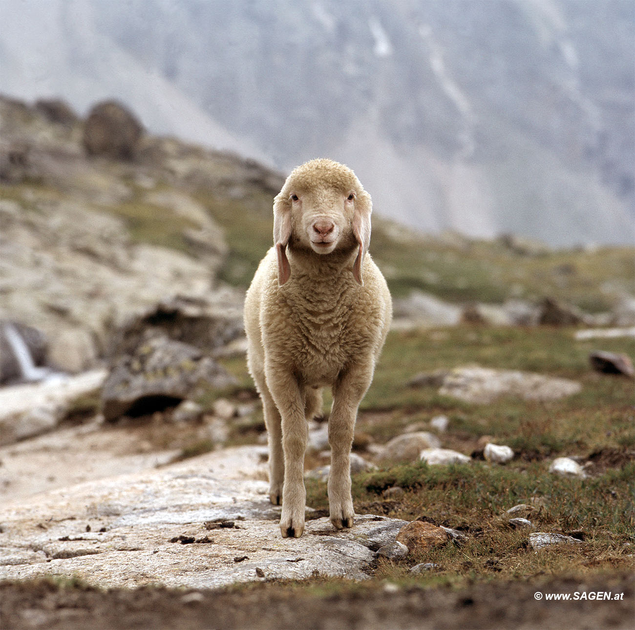 Schafe im Gebirge