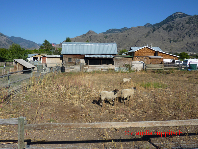 Schafe im Similkameen Valley, Kanada