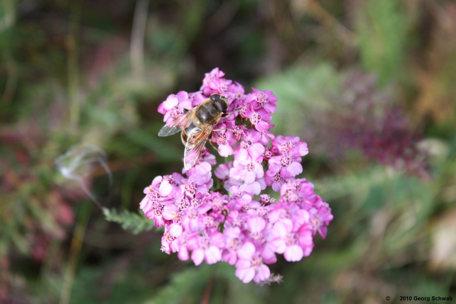 Schafgarbe [ Achillea millefolium ]