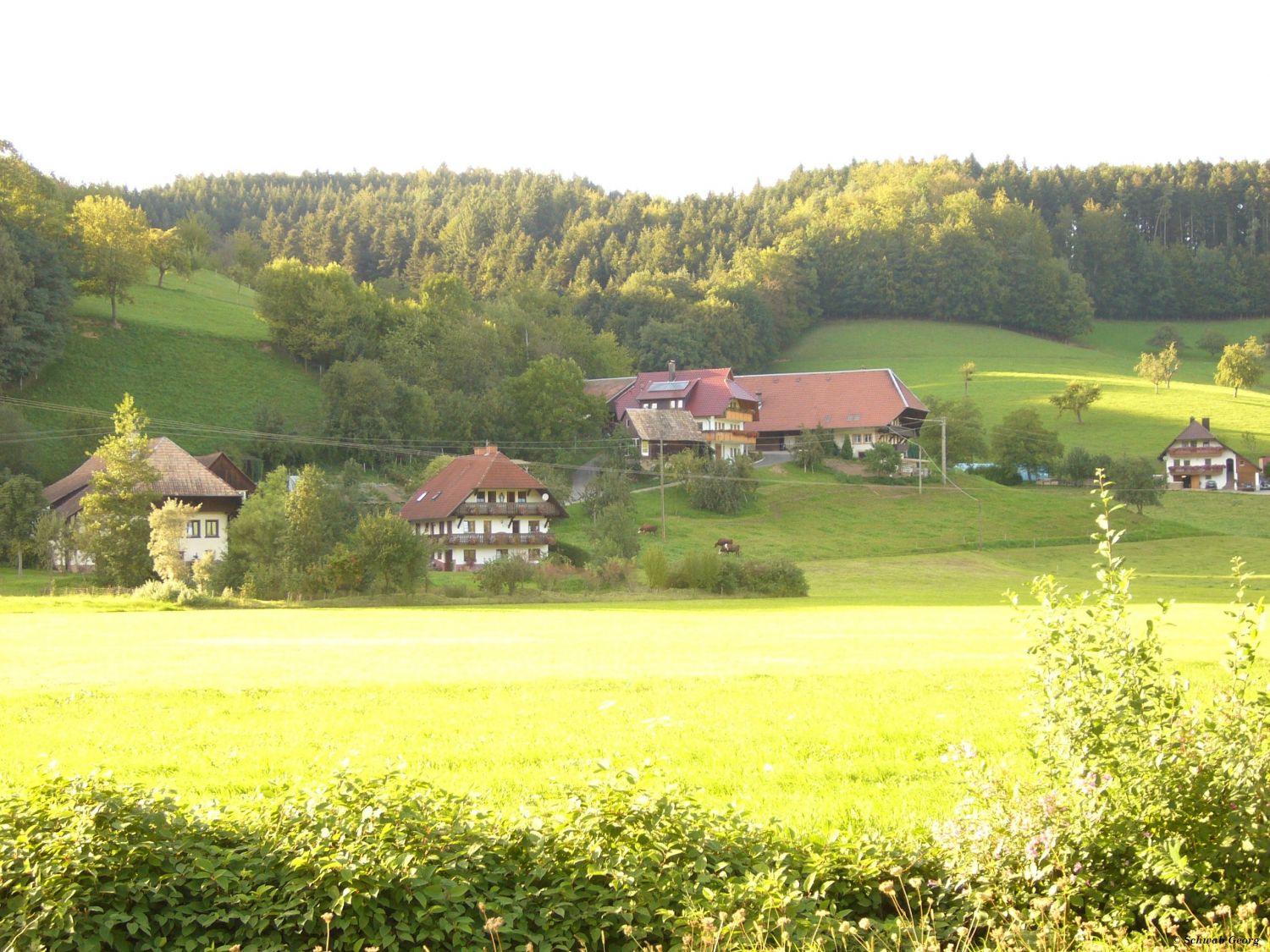 Scherzinger und Bühler-Hof in Welschensteinach