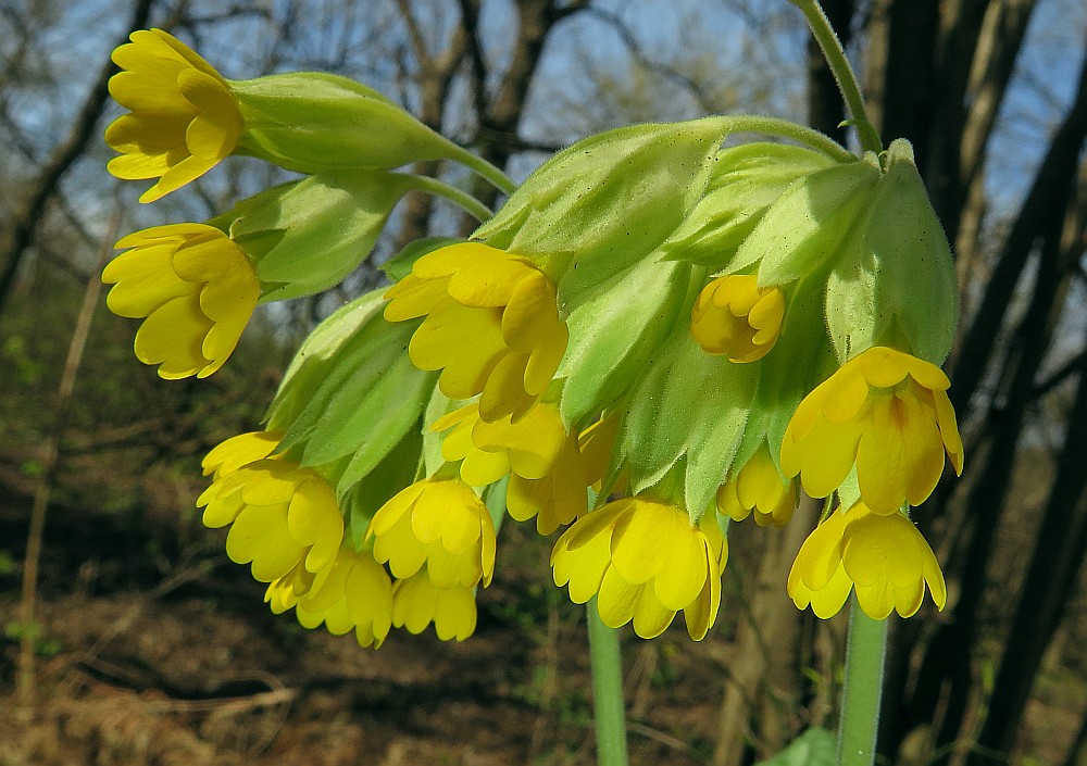 Schlüsselblume