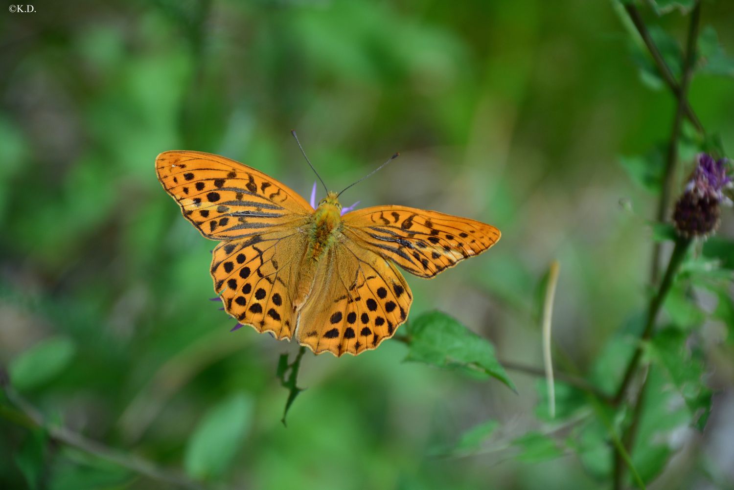 Schmetterling aus dem Saiseratal (Italien)