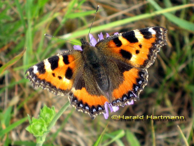 Schmetterling