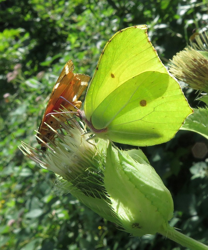 Schmetterlingstreffen auf der Kohldistel