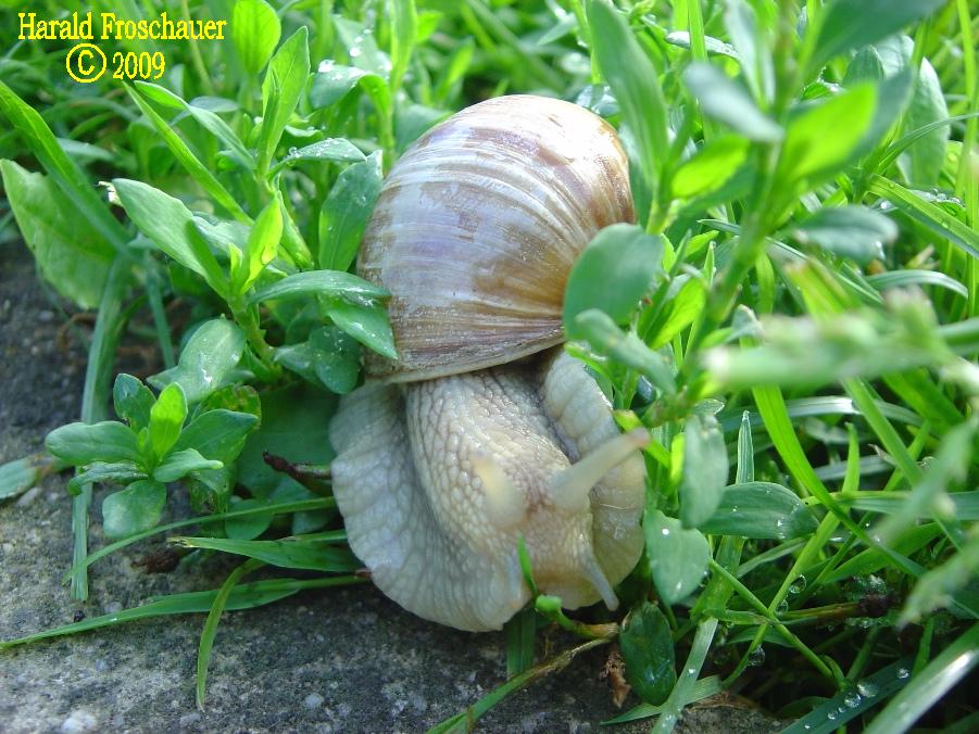 Schnecke 1/2