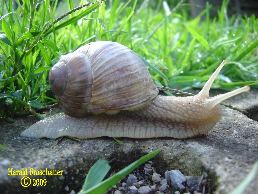 Schnecke 2/2