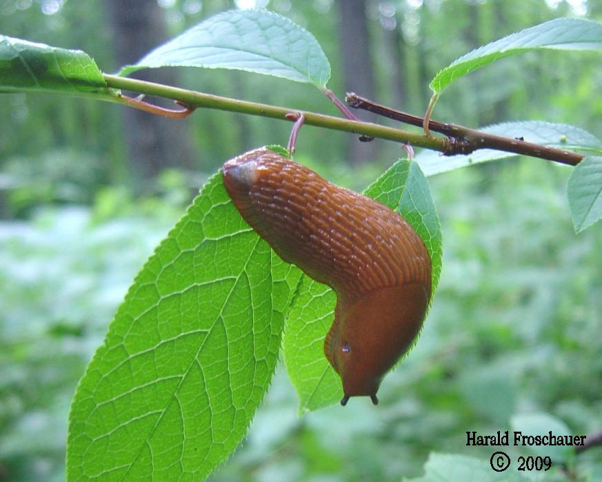 Schnecke