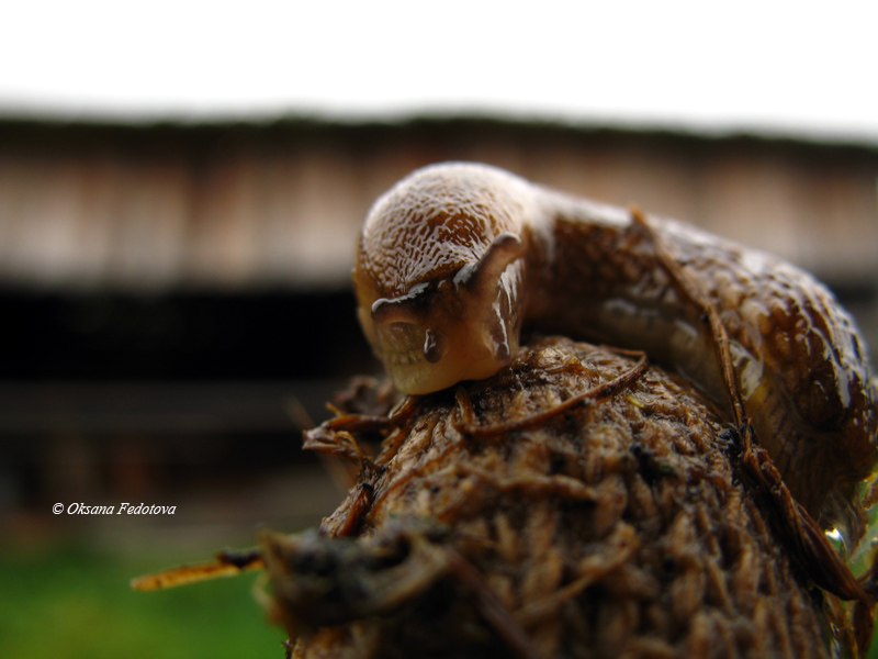 Schnecke