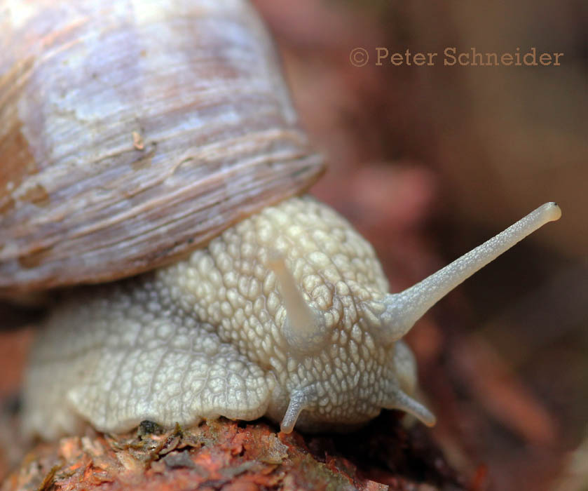 Schnecke