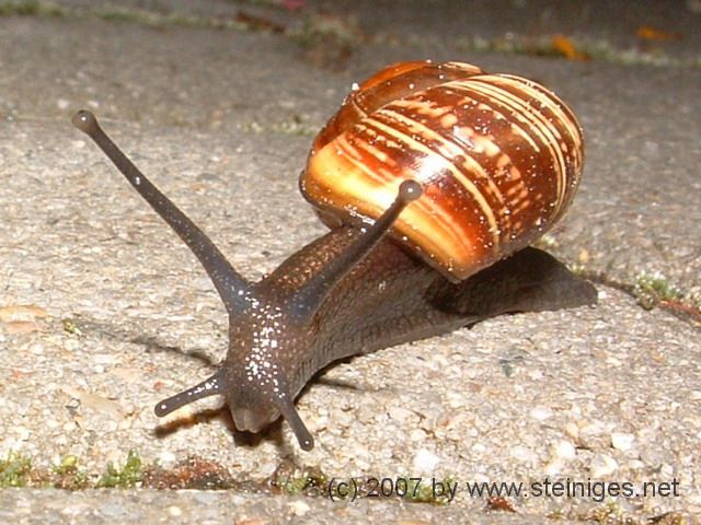 Schnecke