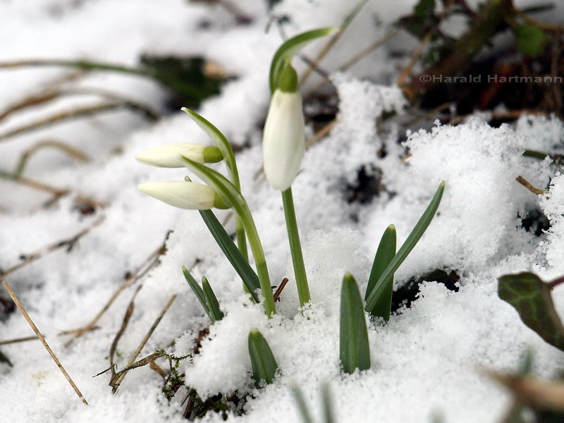 Schnee-Glöckchen