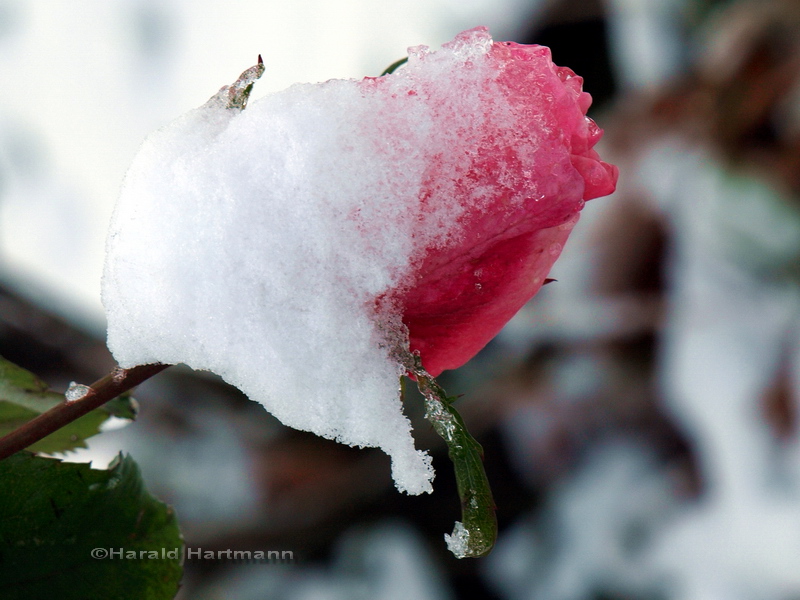 Schnee-Rose