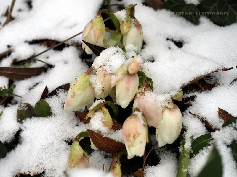 Schnee-Rosen