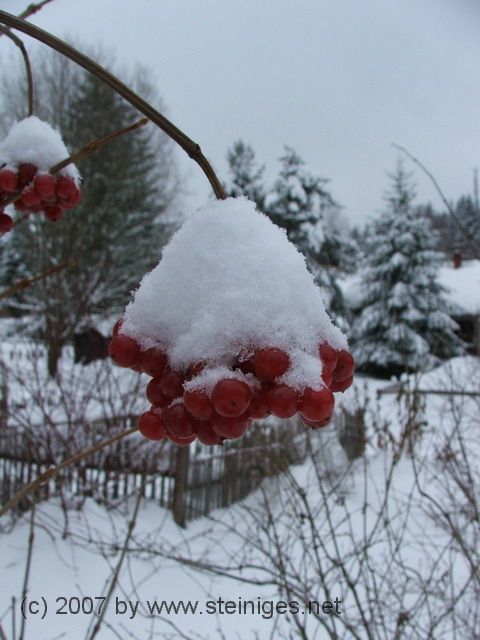 Schneebeeren