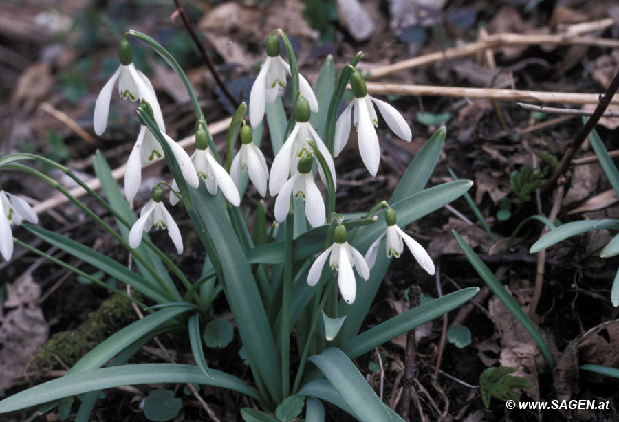 Schneeglöckchen (Galanthus nivalis)