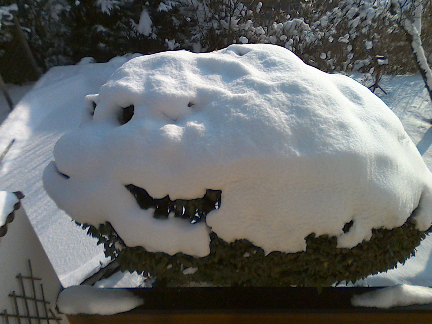 Schneemonster