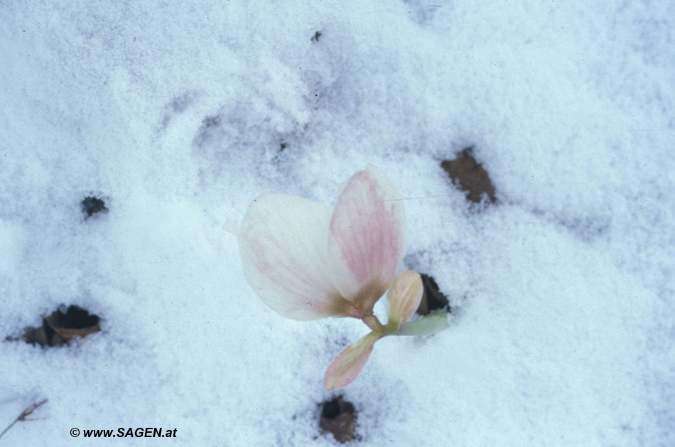 Schneerose (Helleborus niger)