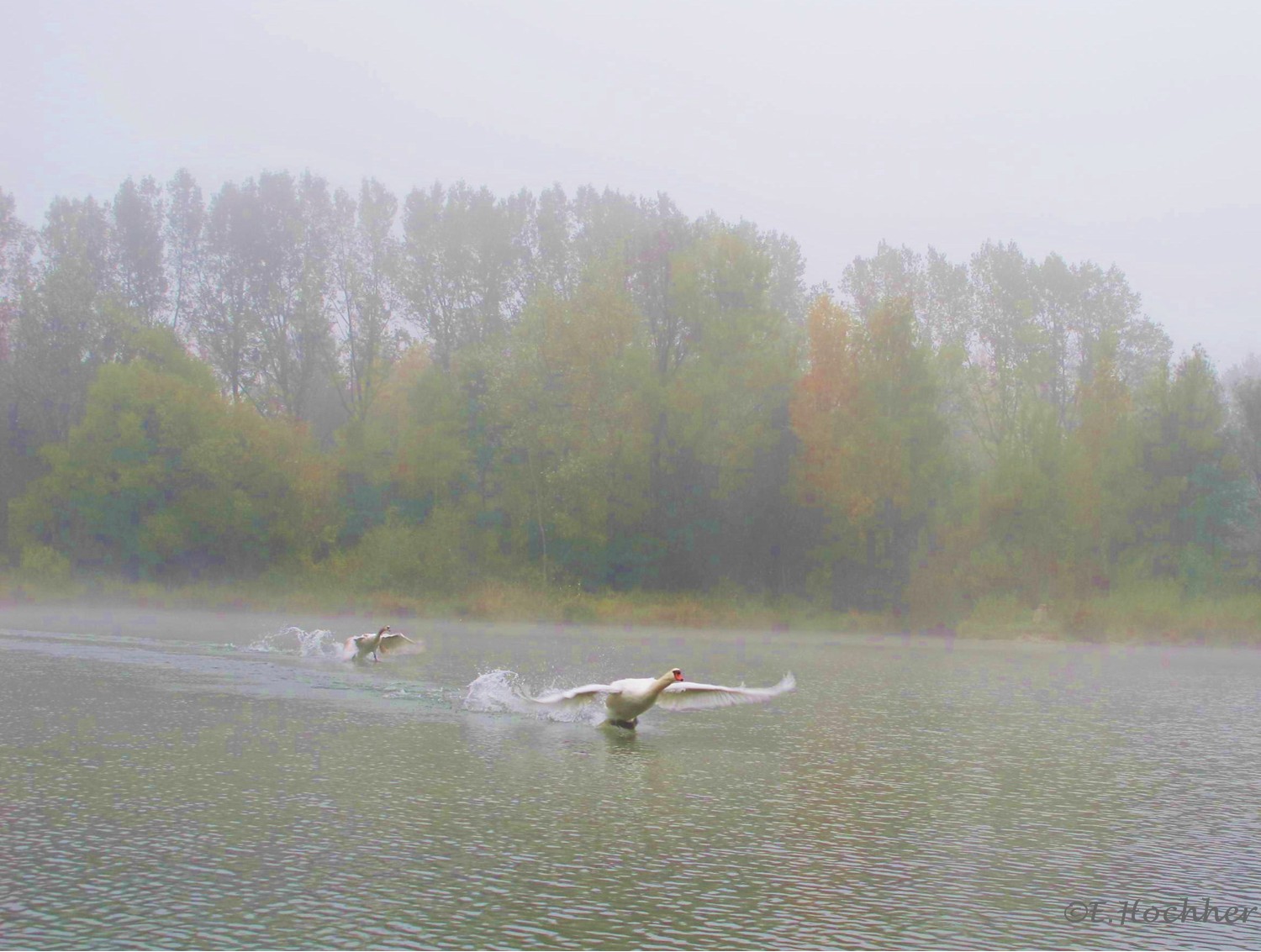 Schwäne im Nebel