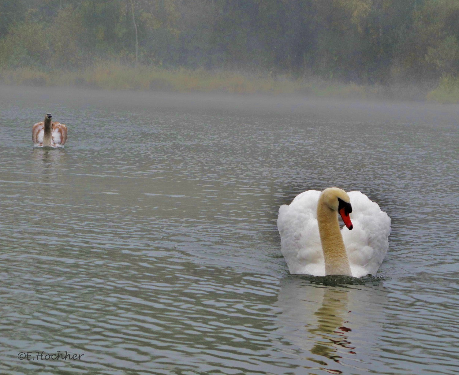 Schwäne im Nebel