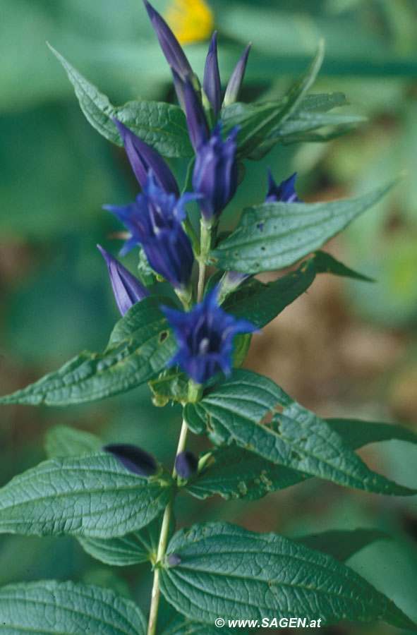 Schwalbenwurz-Enzian (Gentiana asclepiadea)