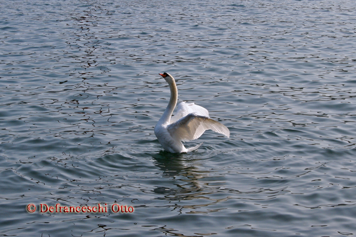 Schwan am Gardasee