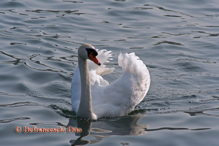 Schwan am Gardasee