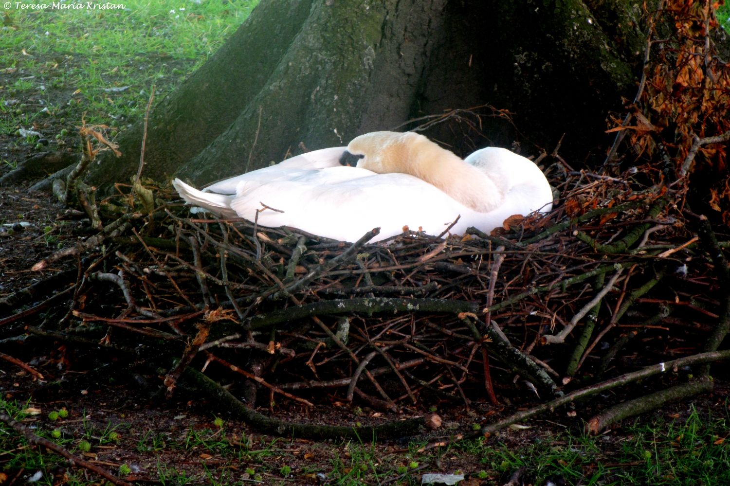 Schwan beim Beginenhof