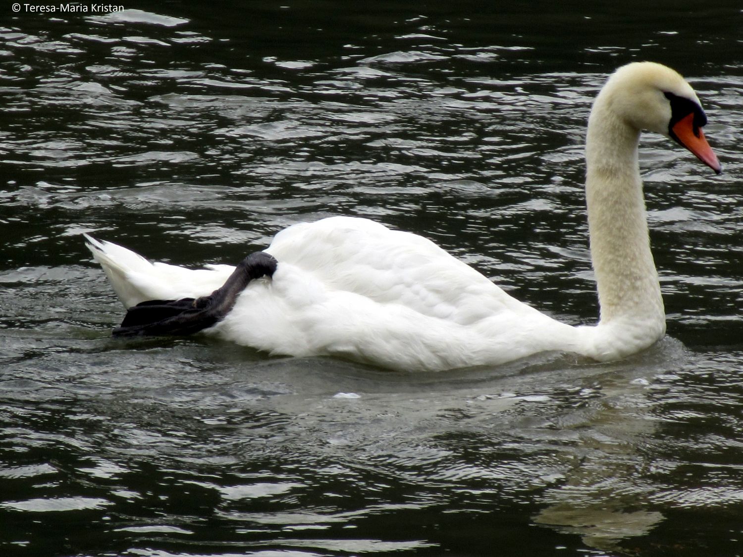 Schwan im Hallstätter See