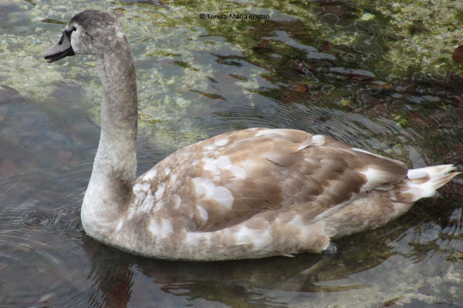 Schwan im Wolfgangsee