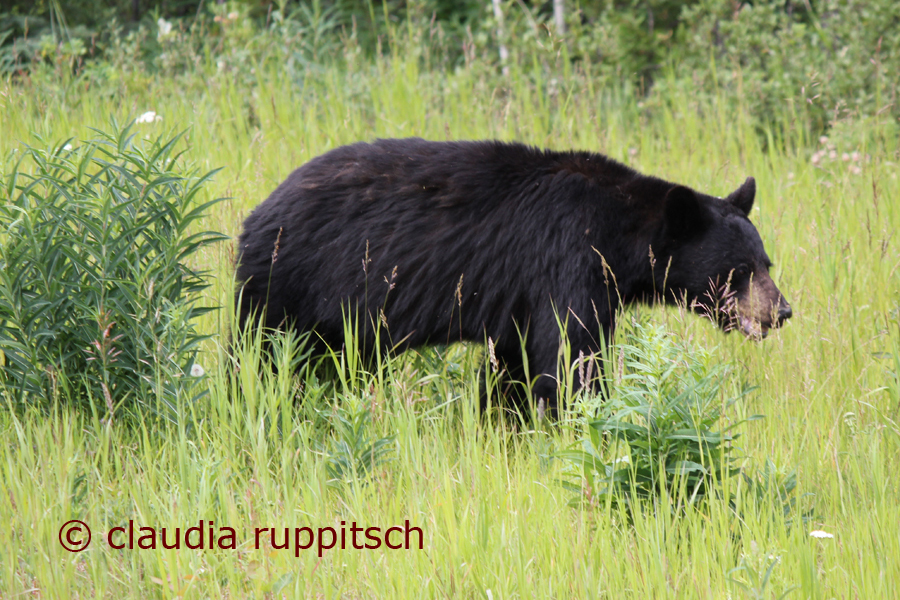 Schwarzbär am Alaska Highway, Kanada