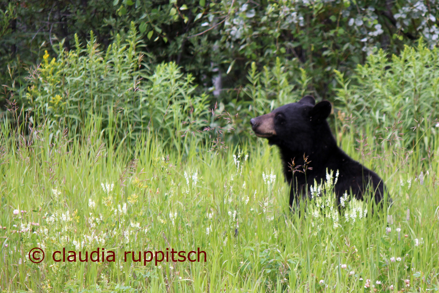 Schwarzbär am Alaska Highway, Kanada