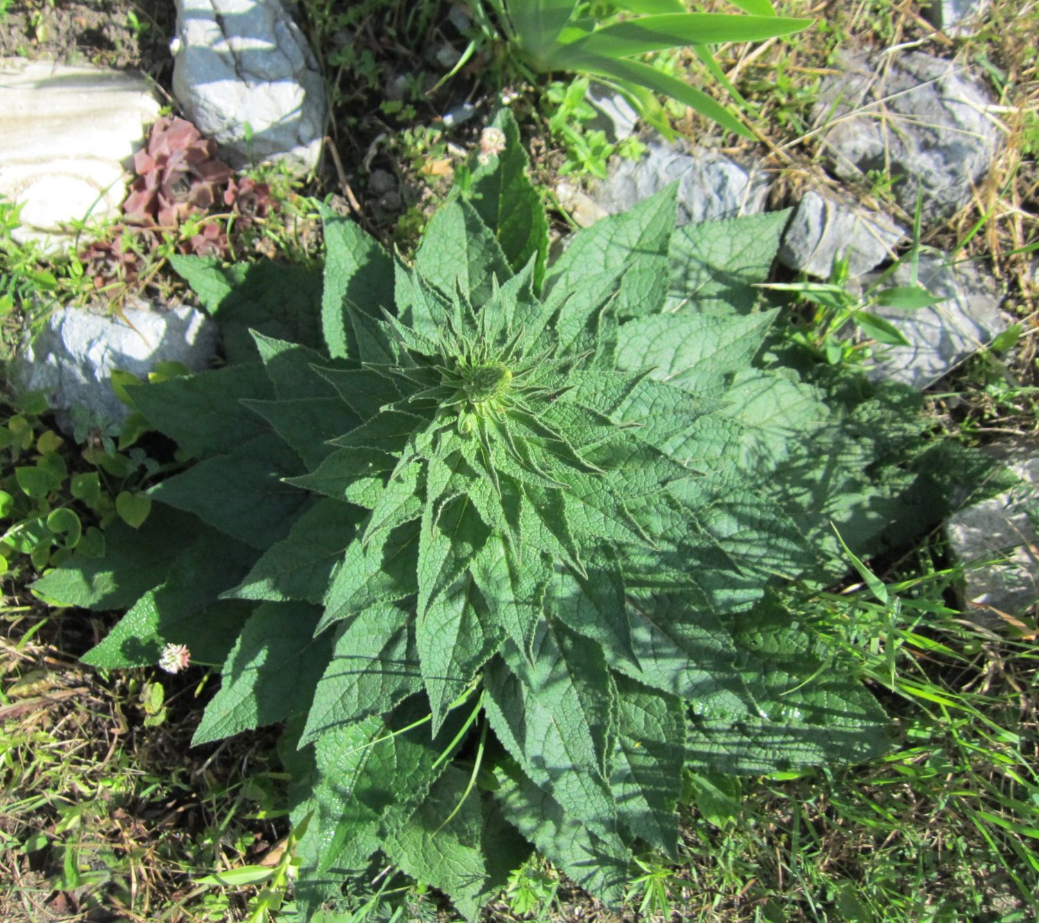 Schwarze Königskerze – Verbascum nigrum