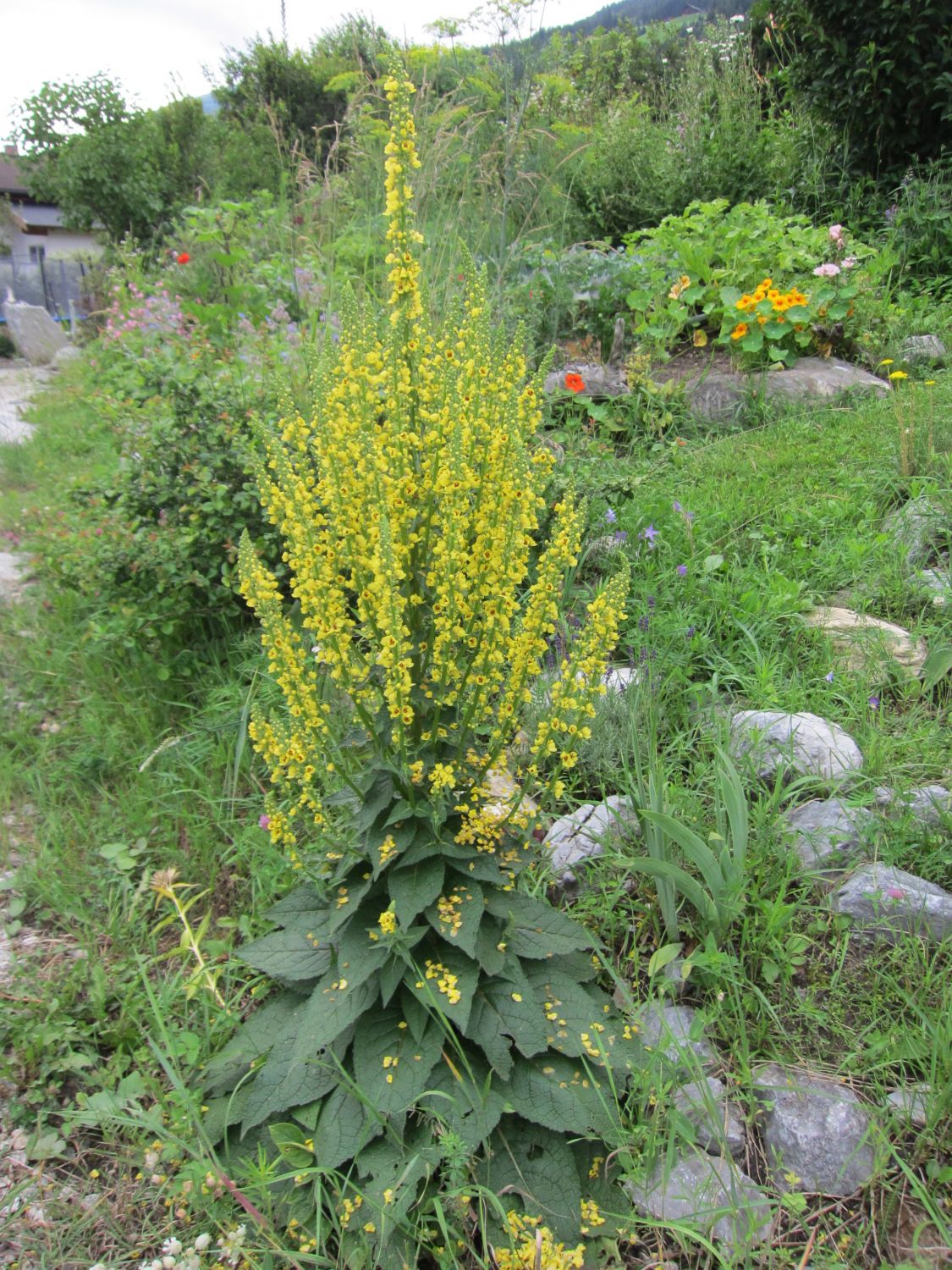 Schwarze Königskerze – Verbascum nigrum