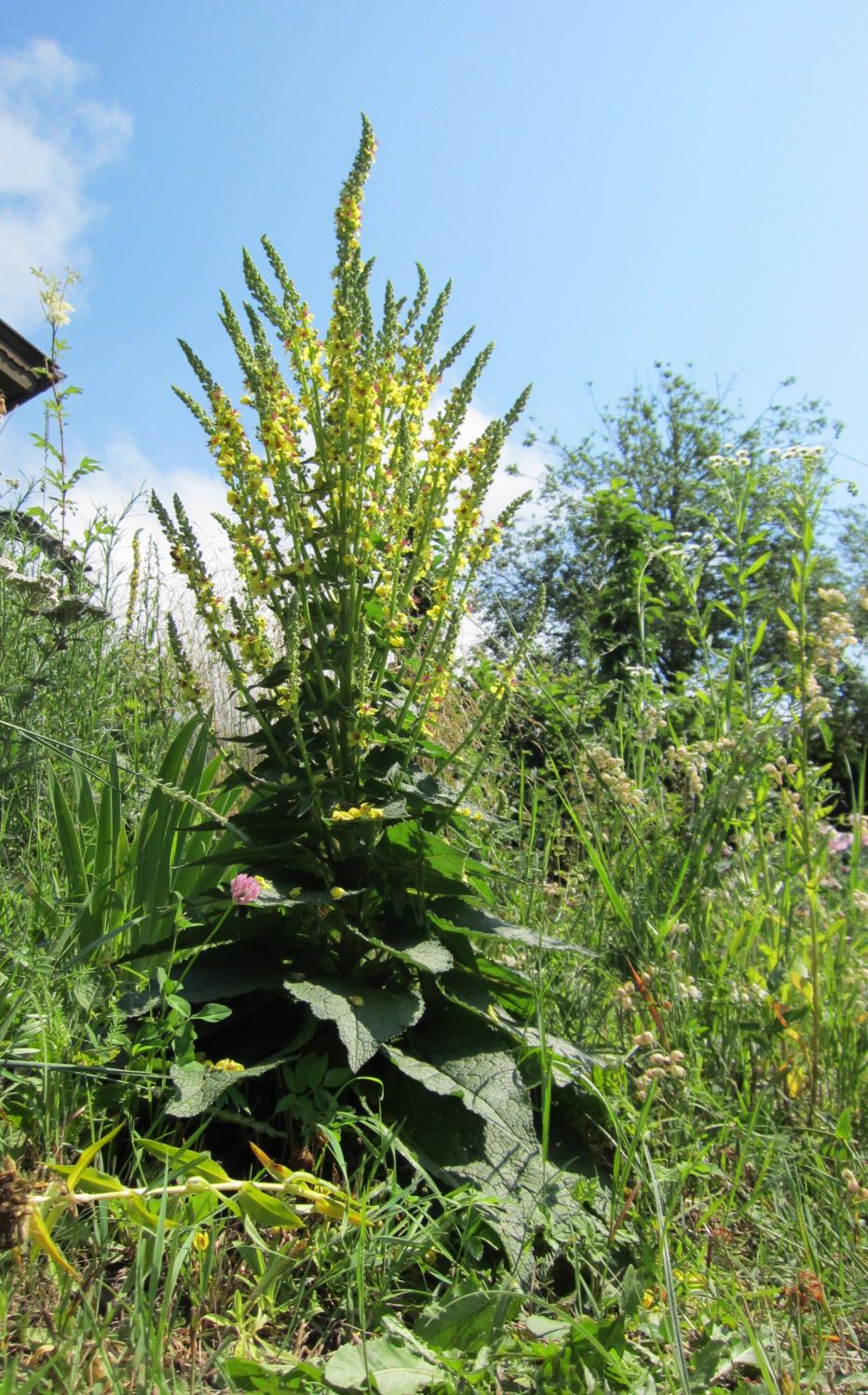 Schwarze Königskerze – Verbascum nigrum