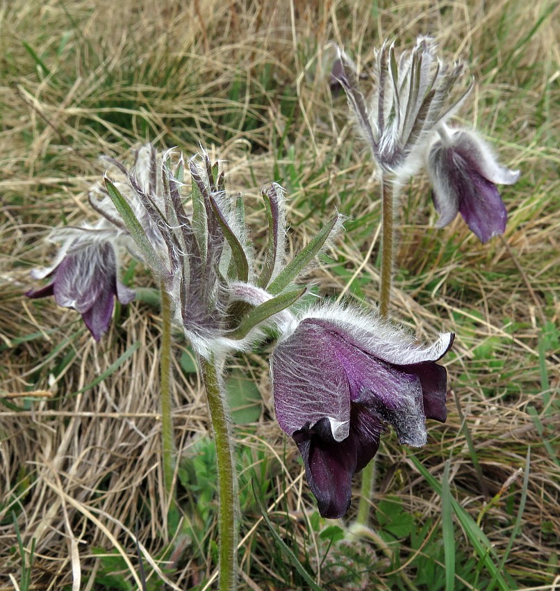 Schwarze Kuhschelle Pulsatilla nigricans