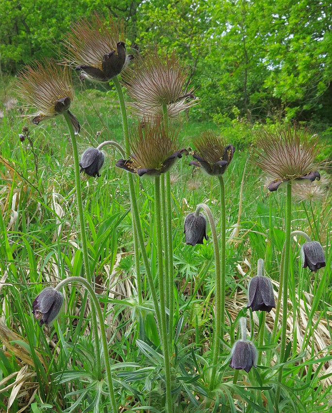 Schwarze Kuhschellen