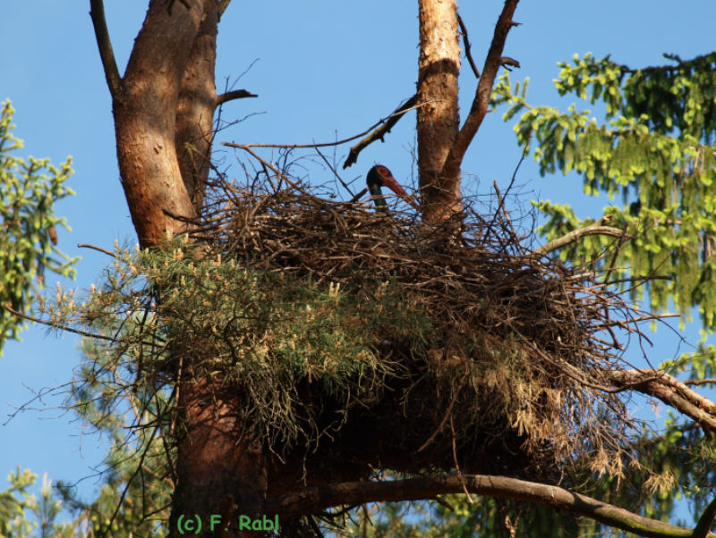 Schwarzer Storch