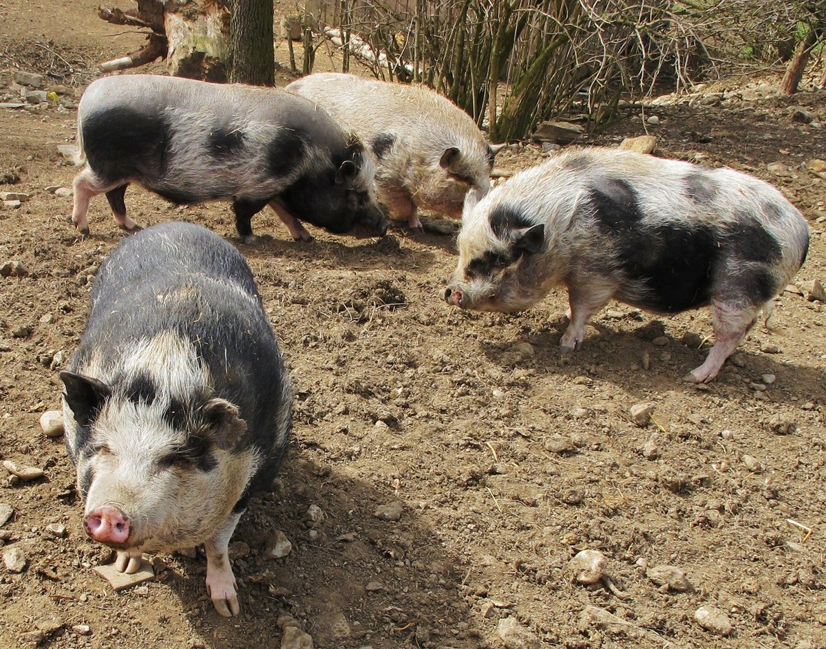 Schweinchen-Harem