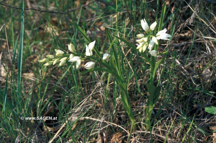 Schwertblättriges Waldvögelein (Cephalanthera longifolia)