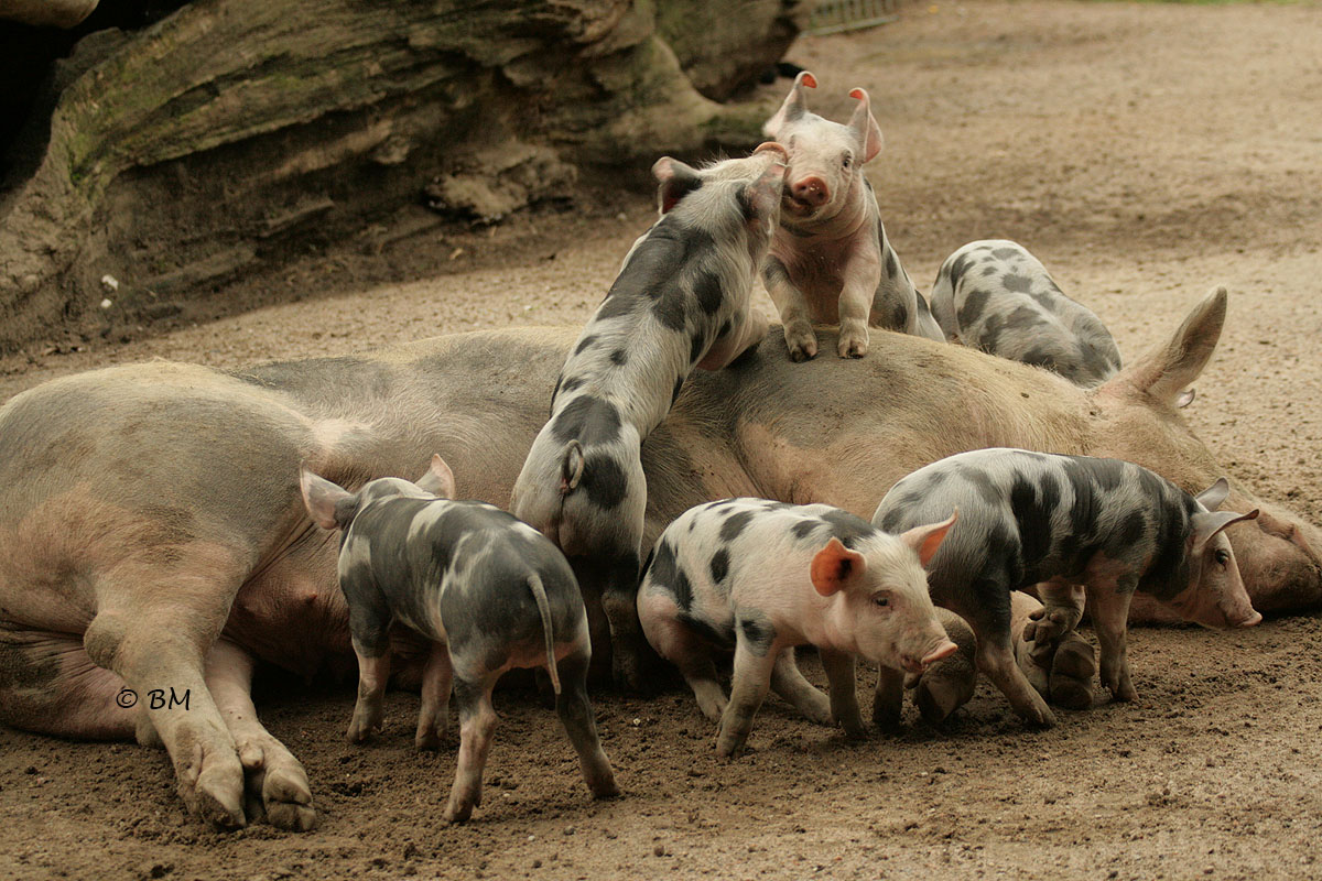 Sechs kleine Schweinchen