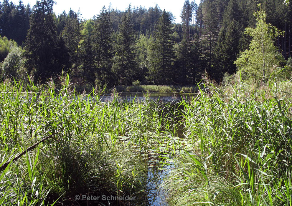 Seerosenweiher